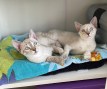 Tessy und Tilly (6)